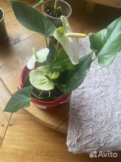 Антуриум Намора