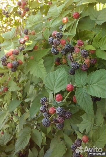 Саженцы клубники, малины