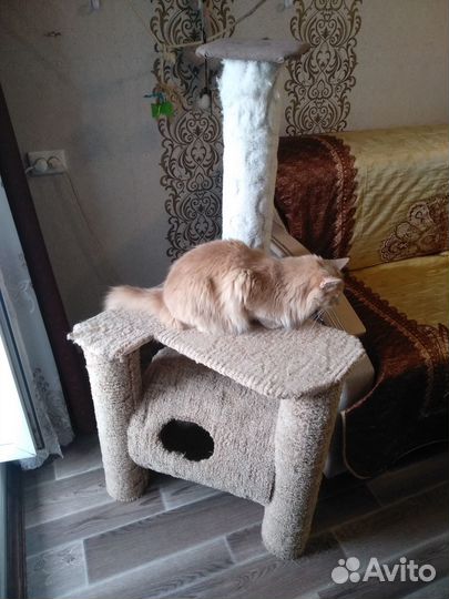 Когтеточка