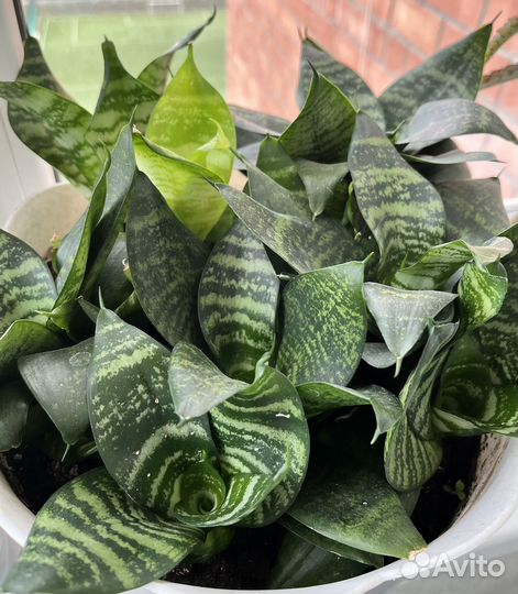 Сансевиерия