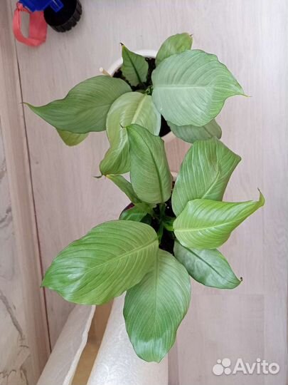 Спатифиллум spilt milk