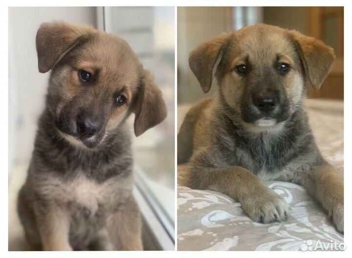 Очень милые щенки