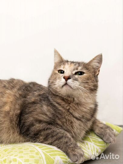 Кошка бесплатно