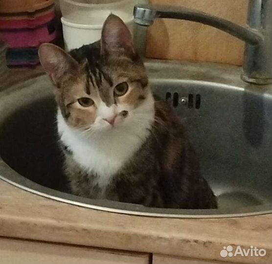 Кошка Жанна