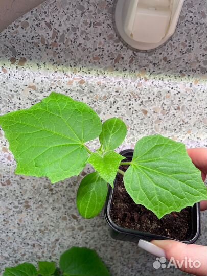 Огурец домашний