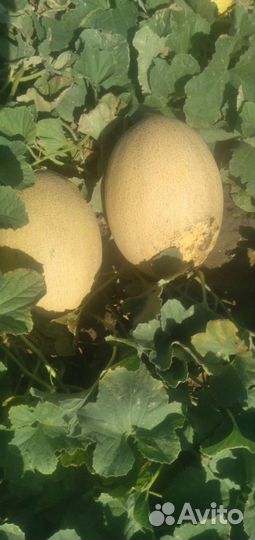 Дыня,голден