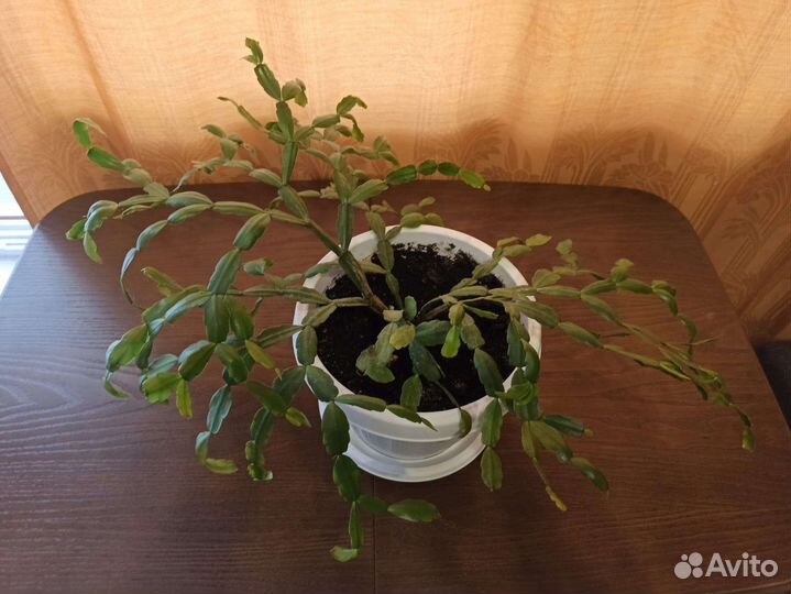 Декабрист зигокактус Шлюмбергера в горшке