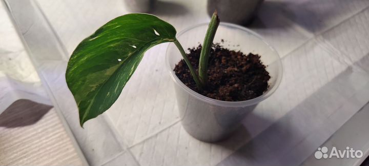 Комнатные цветы