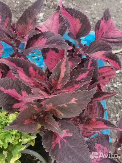 Колеусы вегетативные