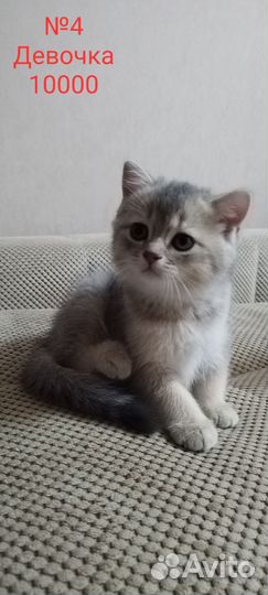 Шотландские котята