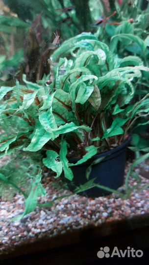 Аквариумные растения