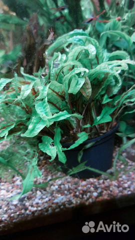 Аквариумные растения