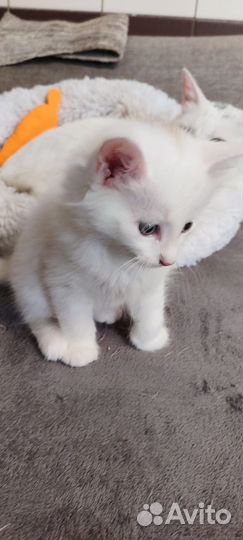 Отдам кота в добрые руки котенка