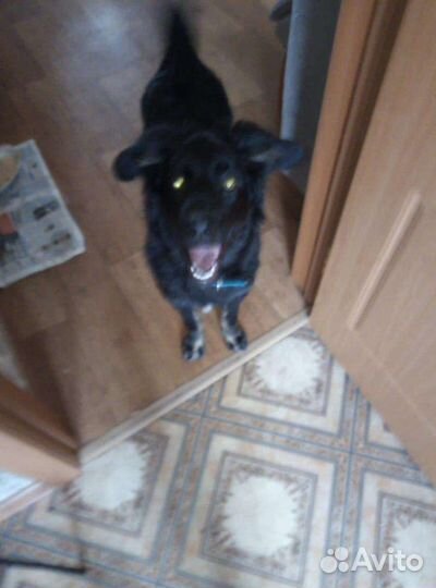 Стерилизованная молодая собачка - в добрые руки