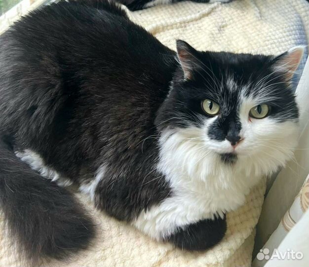Отдам бесплатно кошку