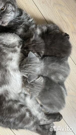 Шотландские котята
