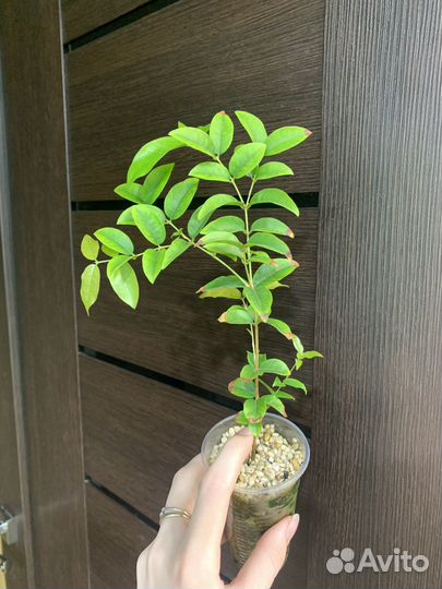 Джаботикаба (Red Hybrid), Syzygium, гуайява