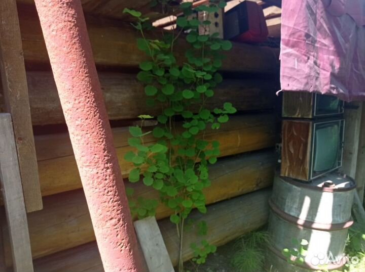 Кедр сибирский сухой