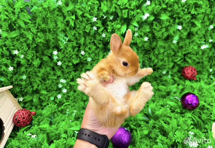 Мини карликовый кролик - минор огневка