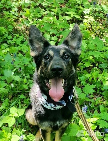 Метис овчарки Марта в добрые руки