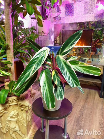 Строманта Хортиколор