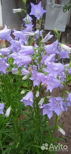 Садовые цветы и растения