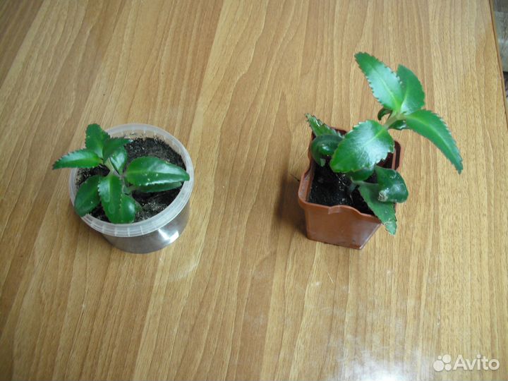 Каланхоэ Дегремона