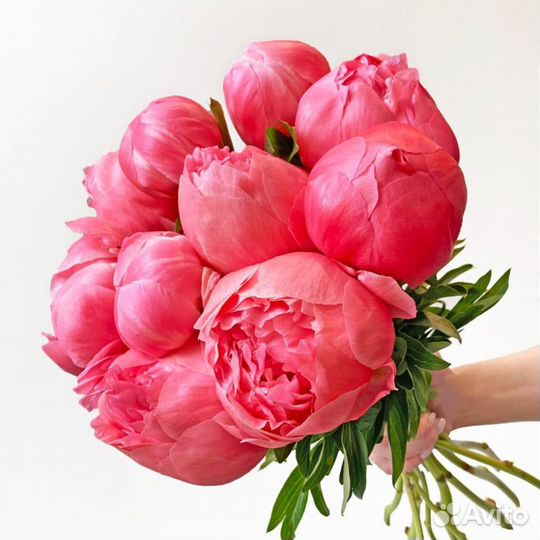 Пионы для особых дней