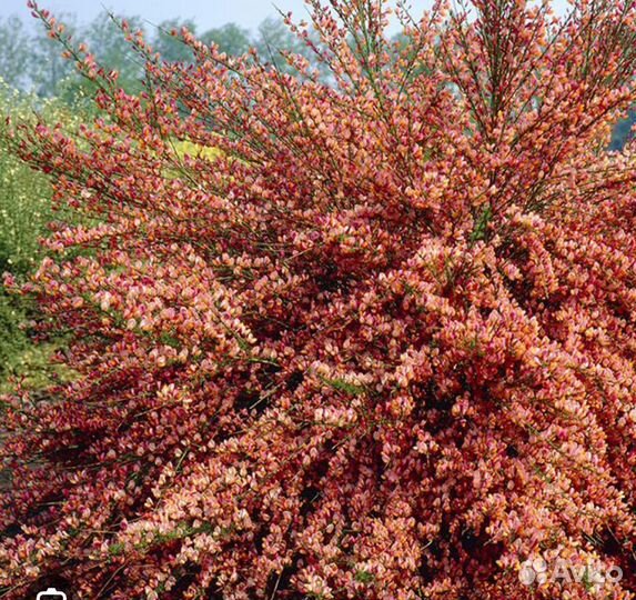 Ракитник Зеландия