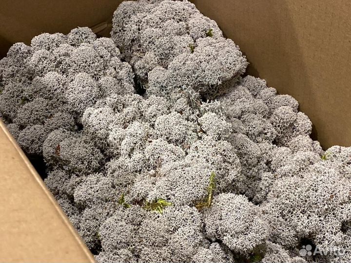 Голубая цетрария, ягель, кладония, пармелия