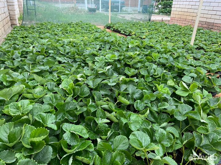 Премиальная рассада клубники (земляника садовая)