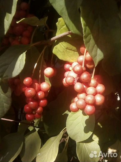 Китайский лимонник саженцы