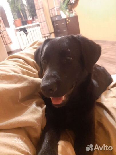 Метис малинуа, бесплатно