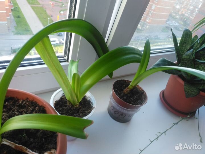 Гиппеаструм