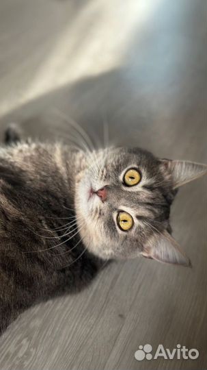 Кошка в добрые ручки