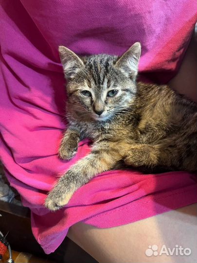 Европейская