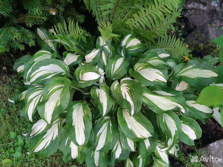 Сортовые хосты