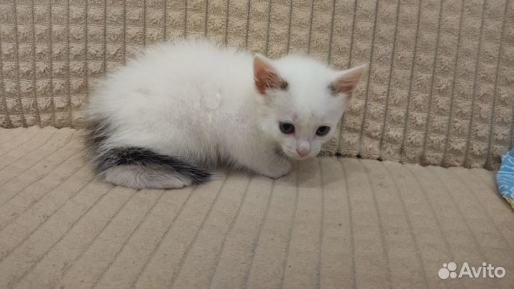Найден котёнок