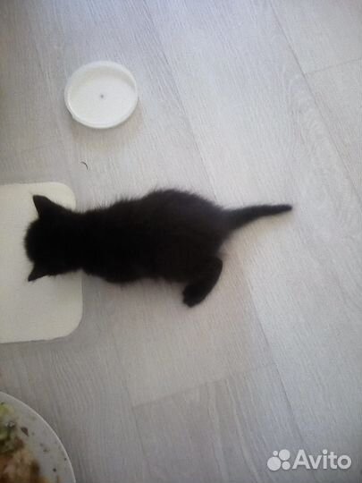 Котята от домашней кошки