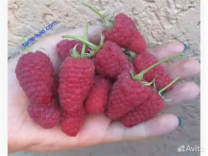 Малина бесшипая,крупная Гордость России Саженцы