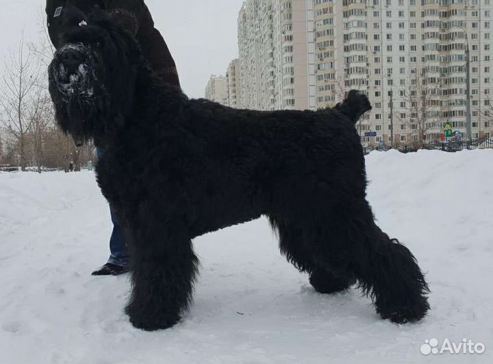 Кобель для вязок