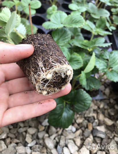 Рассада клубника Кабрилло