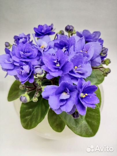 Мини фиалки