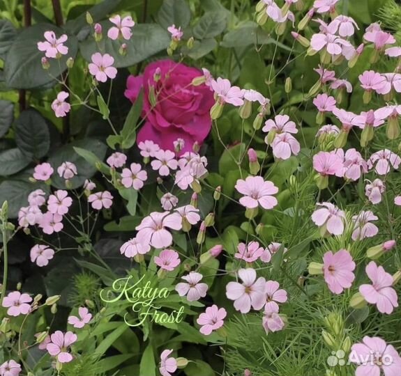 Гипсофила Роуз С1-2