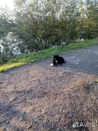 Шпиц немецкий малый вязка кобель