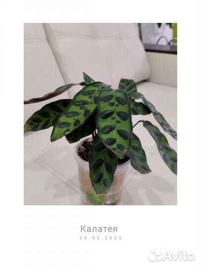 Калатея Лансифолия, домашняя красавица