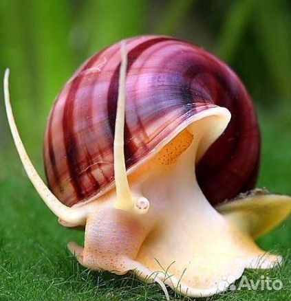 Ампулярии Розовые