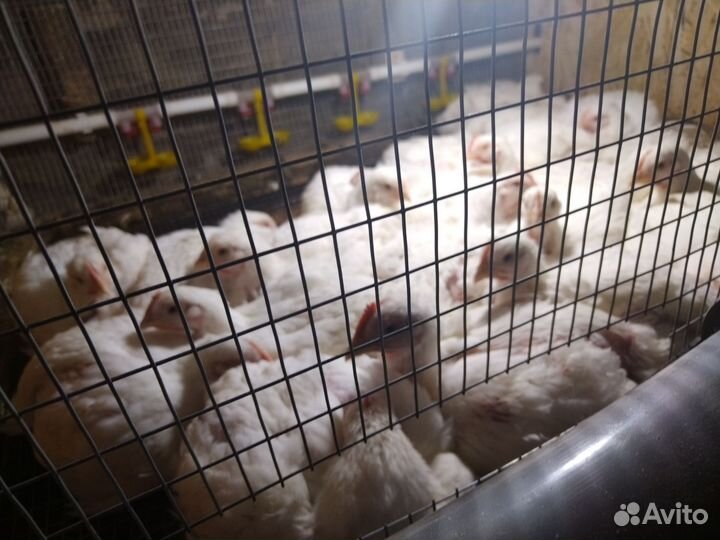 Мясо домашнего бройлера