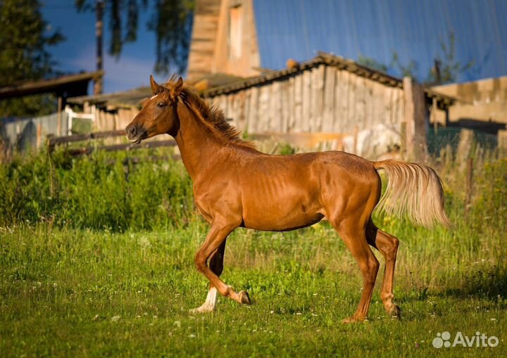 Жеребчик,пони кобылка