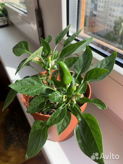 Острый перец в горшке